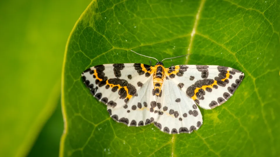 A magpie moth on a green leaf