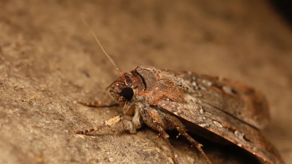 Close-up of a Bogong moth