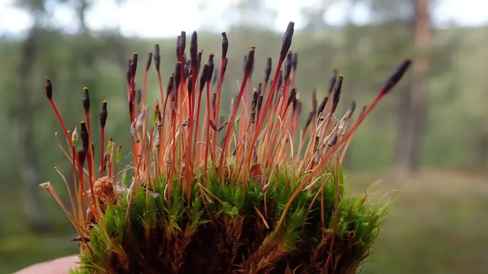 Close-up of moss