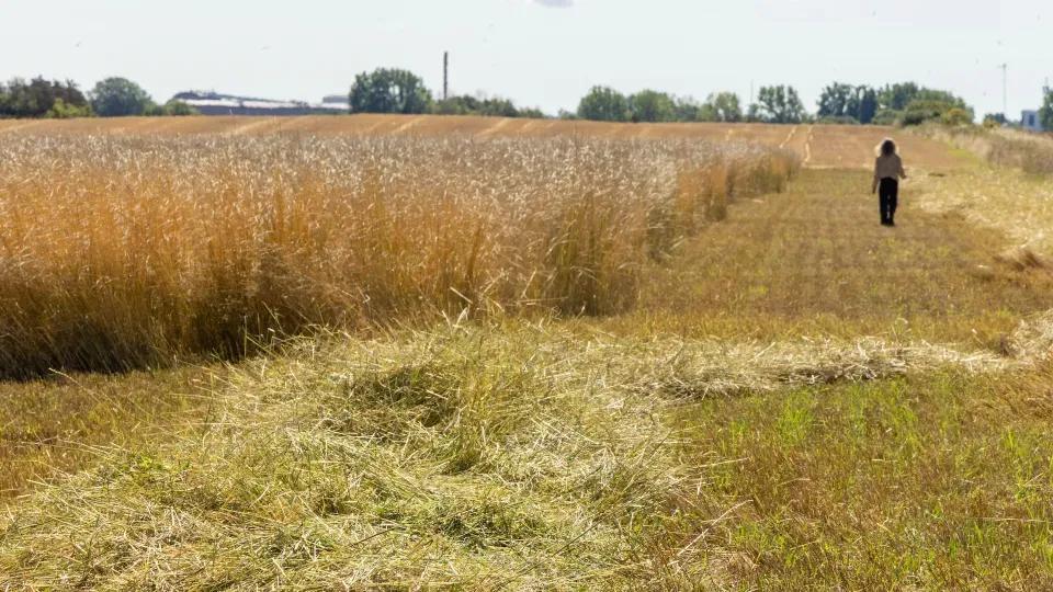 A field of kenza, with a woman walking in the distance