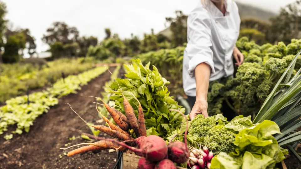 Field with woman harvesting vegetables. Photo: iStock