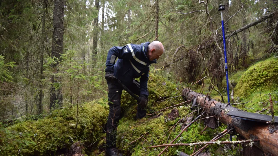 Researcher digging a hole in a forest
