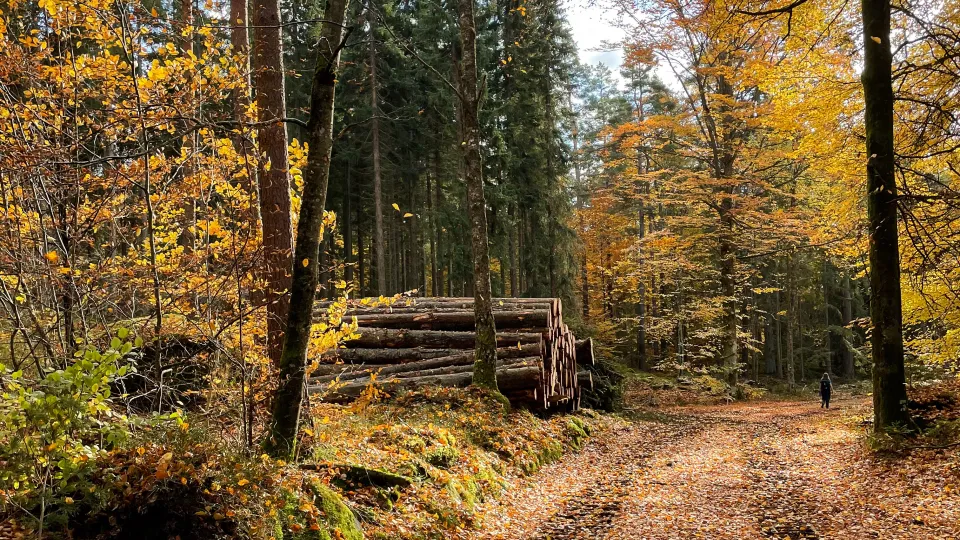 A road in the forest