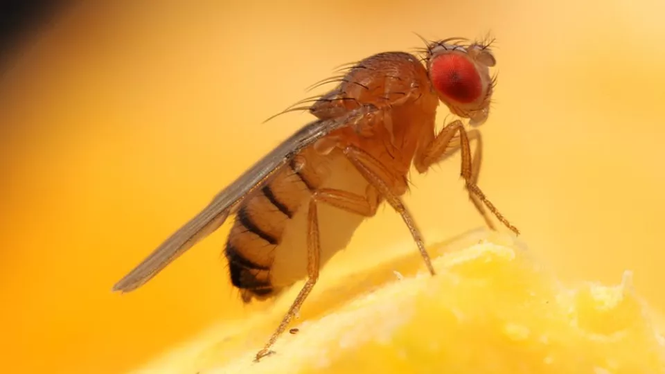 Close-up of a fruit fly (Photo by Marcus Stensmyr)