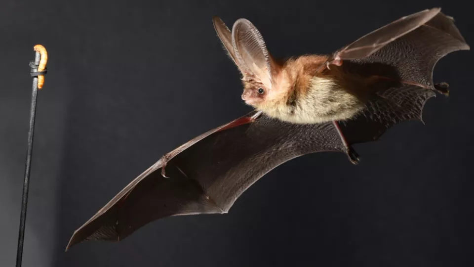 Bat in flight (Photo: Anders Hedenström)