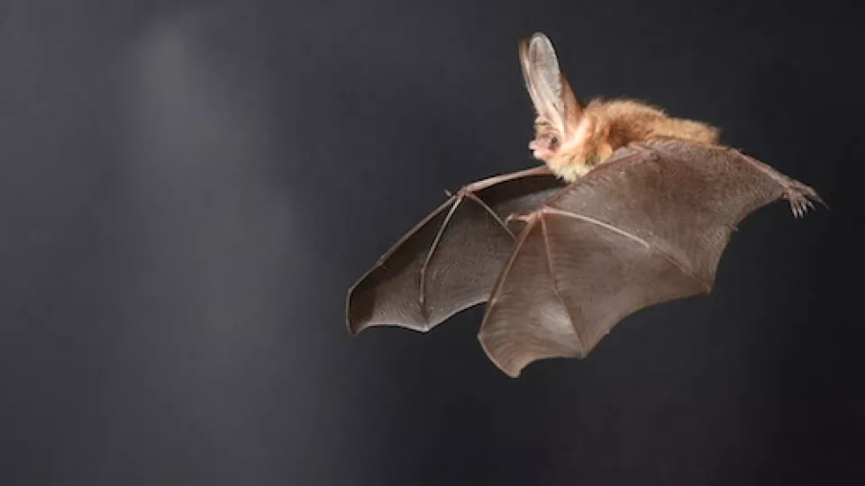 Long-eared bat flying in a wind tunnel to learn how it uses its wings and ears to maneuver. Photo: Anders Hedenström 