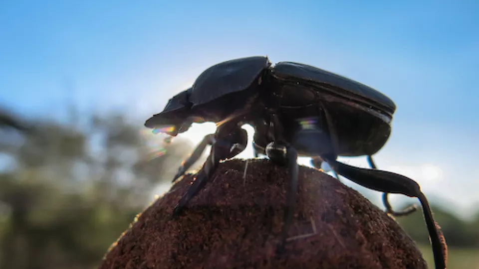When the beetles dance on top of a ball of dung, they simultaneously take a photograph  of how celestial bodies are positioned so  that they know where to go. Photo: Basil el Jundi 