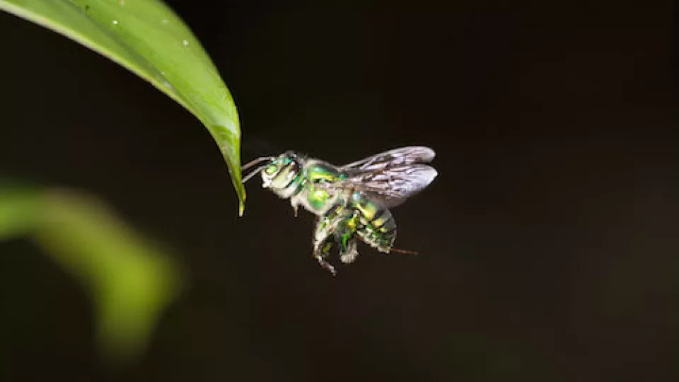 Bees use light to navigate through heavy vegetation. In the future, this navigation technique could be used for robots. Photo: E. Baird