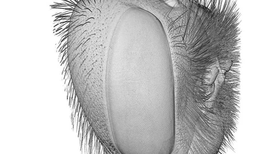 3D image of the head of a bumblebee (Image: Pierre Tichit)