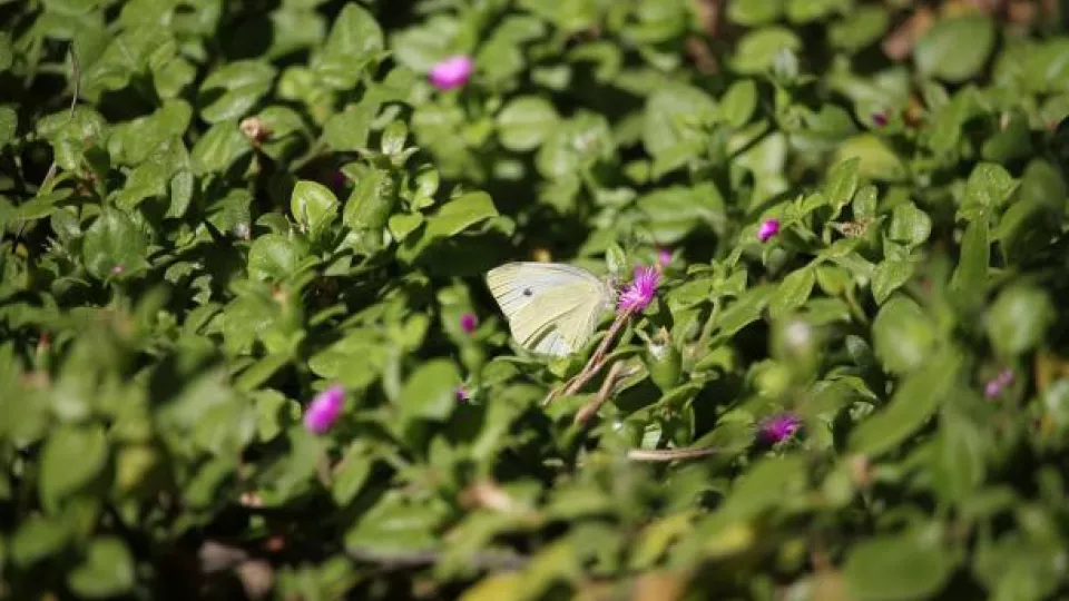 Butterfly on vegetation