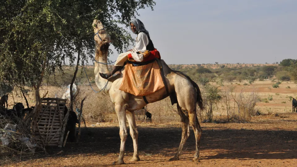 Grazing camel in the Kordofan region in Sudan