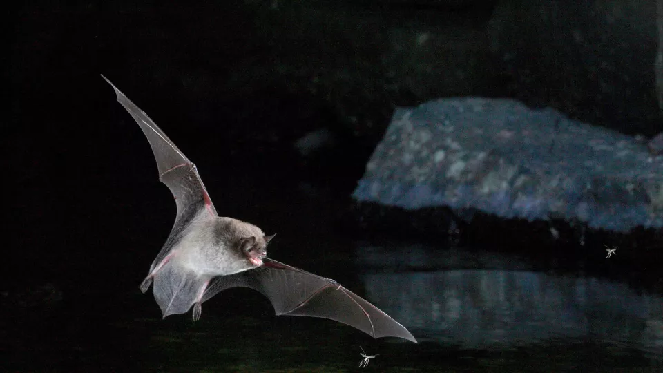 Daubenton's bat (Photo: Jens Rydell)