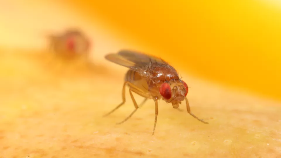 Fruit fly (Photo: Marcus Stensmyr)
