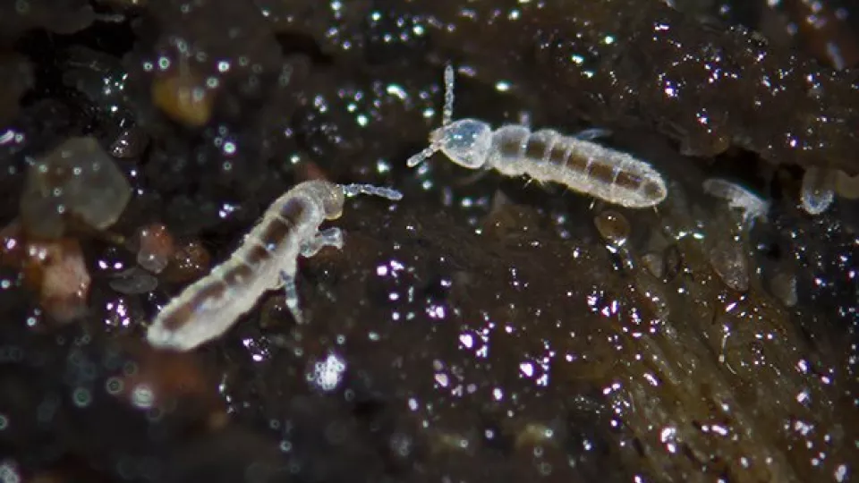 Springtails (Photo: Wikimedia Commons)