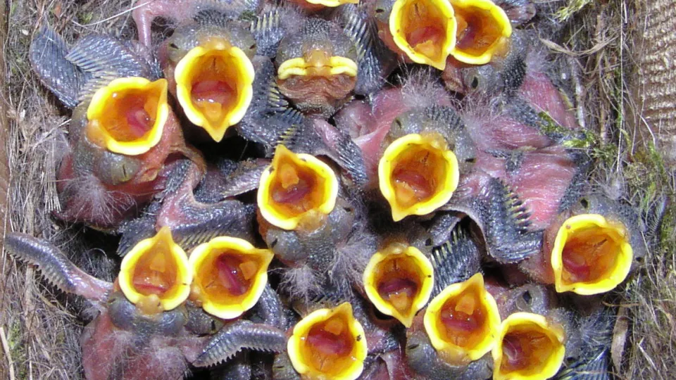 Baby blue tits with mouths open in nest (Photo by Johan Nilsson)