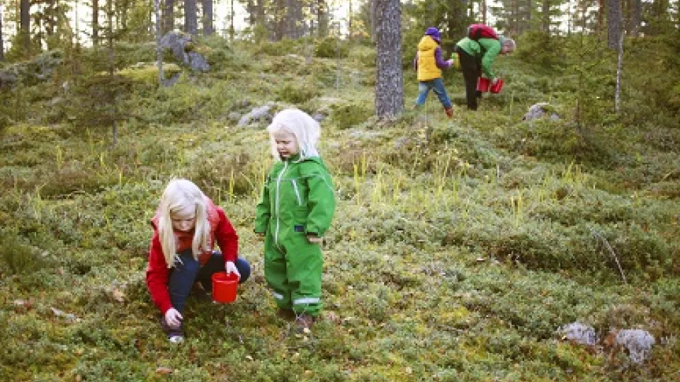 Children picking lingon berries in the forest
