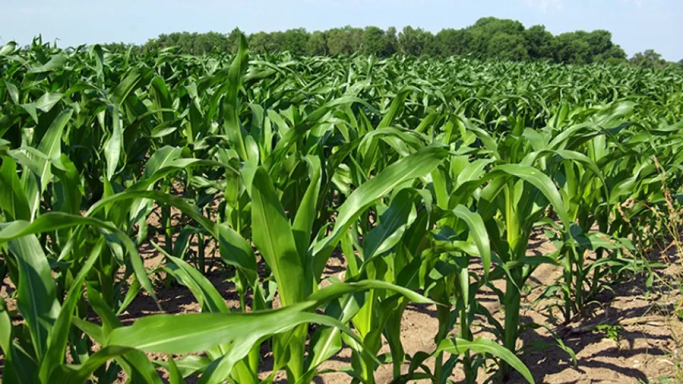 Among the gene-modified plant types approved in the EU’s risk assessment, but nonetheless not allowed to be cultivated, are several types of maize (the maize in the photo is not a GM crop). Photo: David Stephansson.