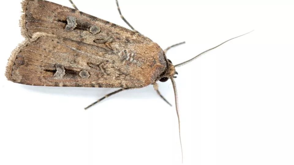 The Bogong moth