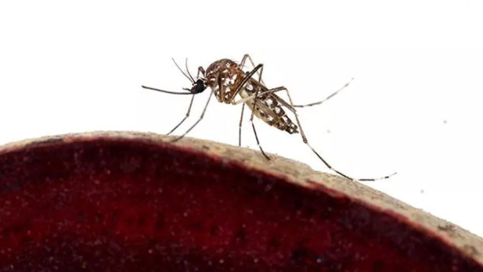 The researchers have discovered that a substance in beetroot peels attract mosquitoes and can be used to trap them. Photo: Marcus Stensmyr