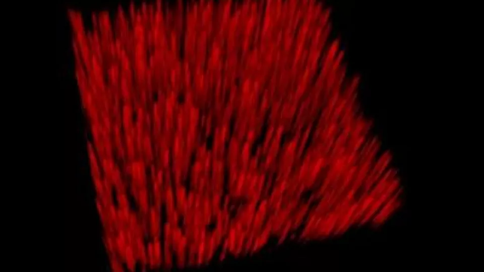 A 3 dimensional confocal fluorescence microscopy images of lipid membranes (red dye) supported by a nanowire forest.