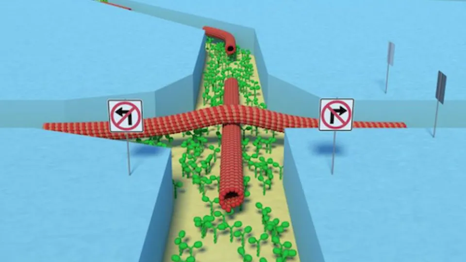 Researchers have now been able to show that a parallel computer utilising molecular motors can find all the correct solutions to a combinatorial problem, rapidly and energy-efficiently.