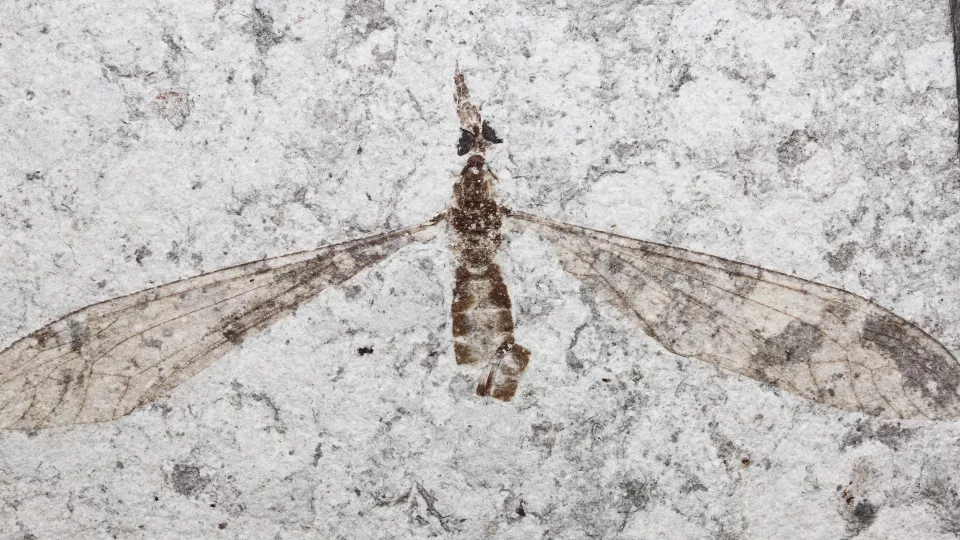Fossil crane-fly from the 54-million-year-old Fur Formation of Denmark (overall width of specimen is about 50 mm). Note distinct compound eyes preserved as dark stains. (Photo: René Lyng Sylvestersen)