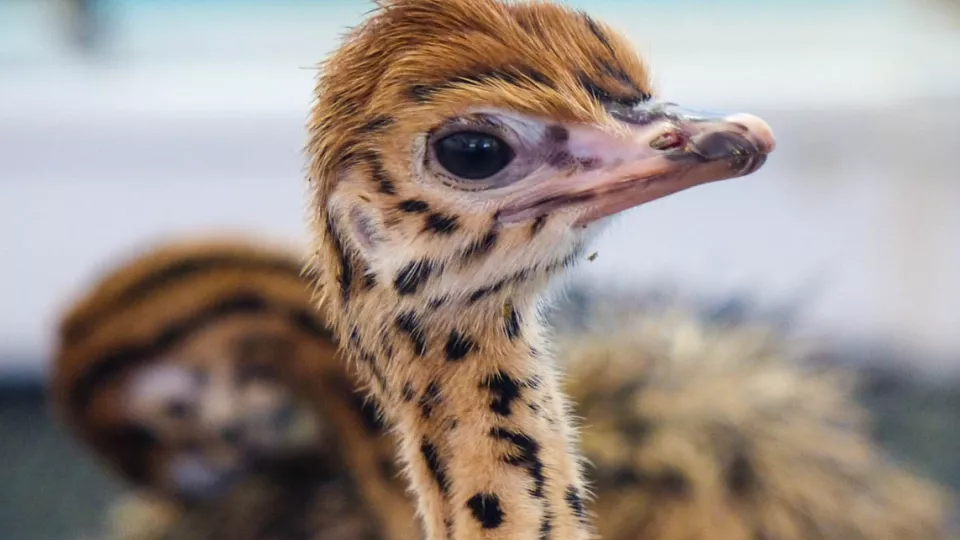 Ostrich chick (Photo: Elin Videvall)