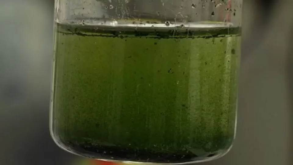 Spinach in a glass container