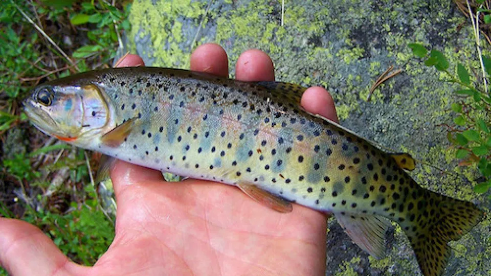 New research finds that the hormone ethinyl-estradiol (EE2), an active substance in many birth control pills, affects both fish behaviour and their genetics 