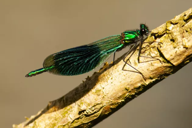 A banded demoiselle