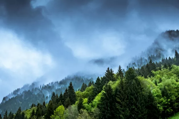 Forest in Morzine, France. Photo by Guy Bowden on Unsplash. 