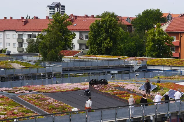 Green roofs in Augustenborg, Malmö. Photo: Scandinavian green roof institute.