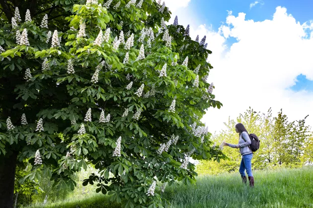 Maj Rundlöf looks at a blooming chestnut tree. Photo: Charlotte Carlberg-Bärg.
