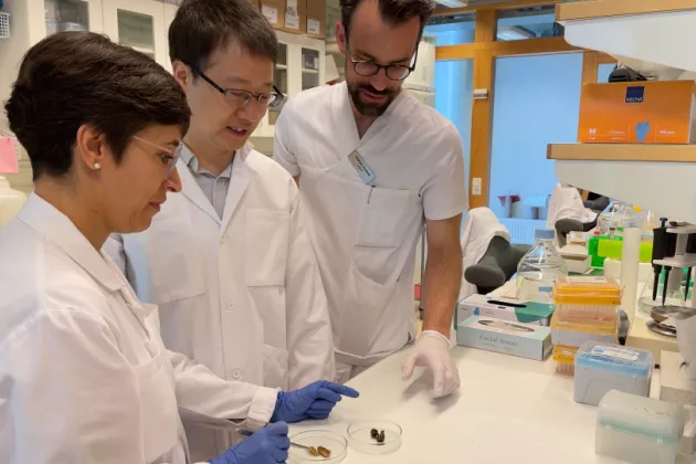 Isabel Goncalves, Jiangming Sun, and Andreas Edsfeldt studying two atherosclerotic plaques. 