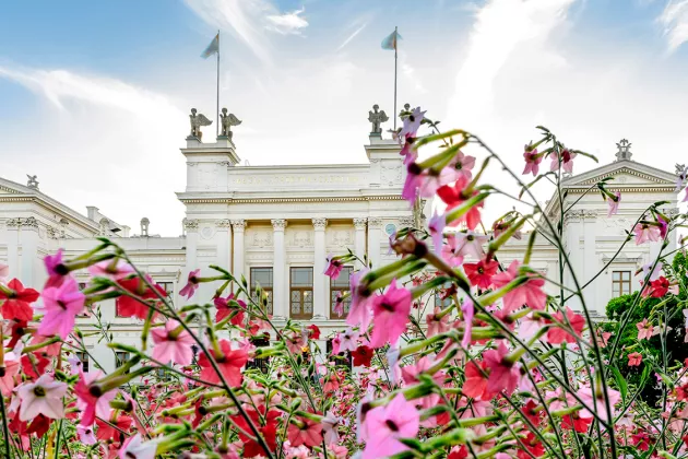 Pink flowers in front of the Main University Building. Photo: Kennet Ruona.