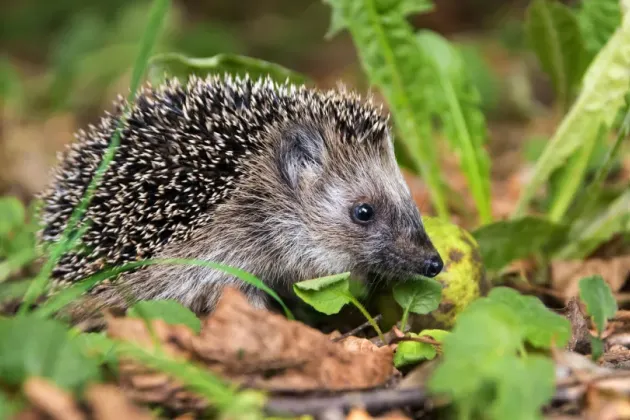 Hedgehog on the ground in grass