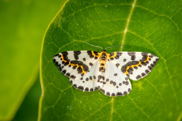 A magpie moth on a green leaf