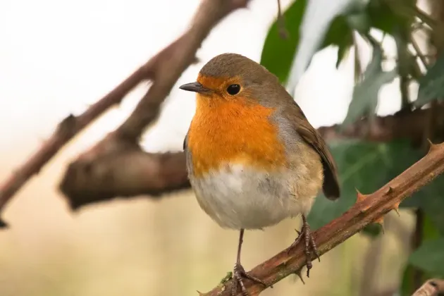 At night, the little robin is extra vigilant (Photo: Johan Nilsson)