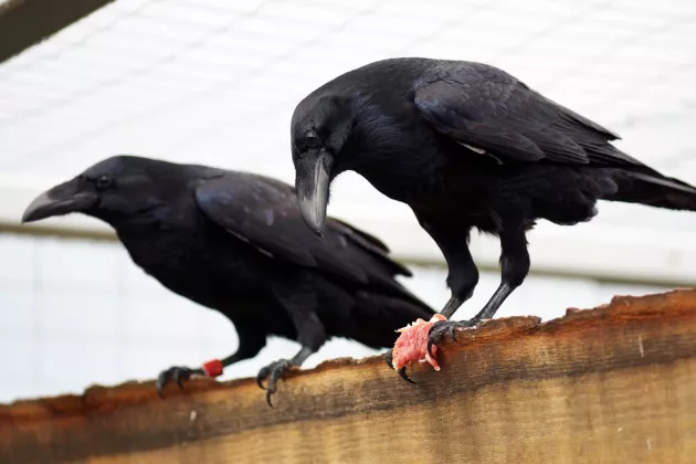 Two black ravens