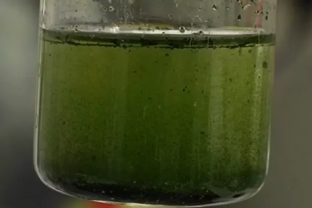 Spinach in a glass container