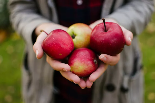 Hands holding apples. Photo.