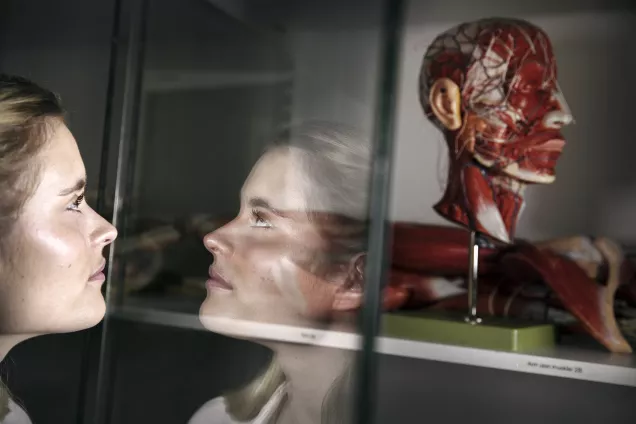 Person looking at an anatomy model of the human head. Photo: Johan Bävman.