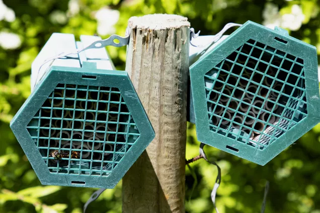 A bee hotel. Photo: Charlotte Carlberg Bärg.