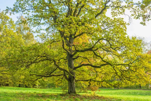 Large oak tree. Photo: MostPhotos.