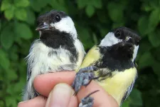 Two great tits (bird species) sitting on a hand. Photo. 