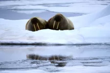 Two walrus in the snow by the water