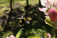 A bumblebee flying in nature
