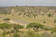 The study shows that large herbivores have a positive impact on variation in tree cover in the world’s protected areas. The picture shows Tarangire National Park in Tanzania. 