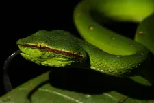 A Bornean pit viper (Tropidolaemus subannulatus) thrives in the undergrowth of a tropical forest near Kubah National Park, Malaysia.