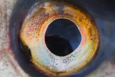 Close-up of a roach eye